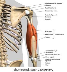 Triceps Brachii Muscle Head