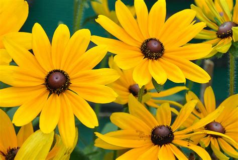 Maryland State Flower | Black-Eyed Susan