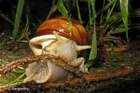 Helix pomatia Linnaeus, 1758 - Escargot de Bourgogne-Présentation