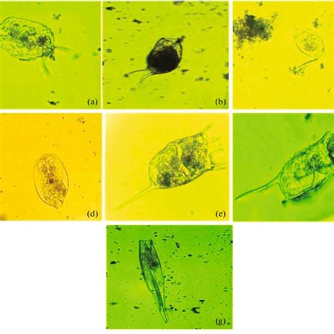 Morphologically identified Rotifer species (400×) recorded in the... | Download Scientific Diagram