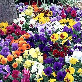 When To Sow Winter Pansies Seeds