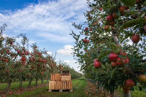 Apple Trees Ready for Harvest Stock Image - Image of apples, daylight ...