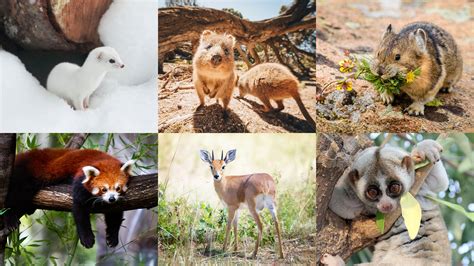 The cutest animals in the world that you never knew existed | CN Traveller