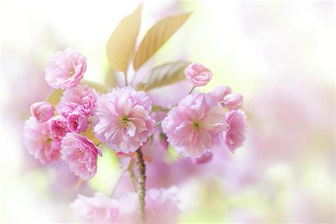 Kanzan Cherry Blossom Photograph by Jacky Parker - Pixels