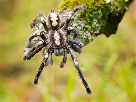 Fringed Ornamental Tarantula Bite