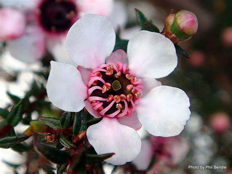 native new zealand flowers - Google Search | Love flowers, Native ...