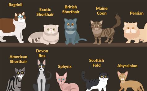 Top 10 Cat Breeds in the US - Wishbone Pet Foods Blog