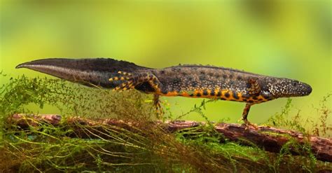 What Do Newts Eat? 10+ Foods They Enjoy - IMP WORLD