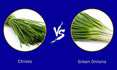 Chives vs Green Onions: Is There a Difference?