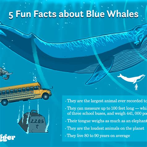 How Big Are Blue Whales Veins - How big is a whale's brain. - Rjzmdyhfrd