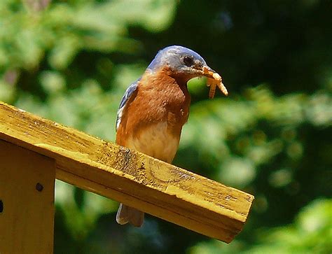 How to Raise Mealworms for Bluebirds [Full Guide] - Bluebird Landlord