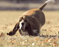 Fat Dog GIFs - Find & Share on GIPHY
