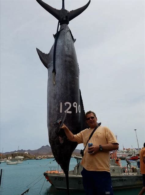 International Fishing News: CAPE VERDE: first monster size blue marlin ...