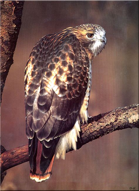 [Birds of North America] Red-Tailed Hawk; Image ONLY