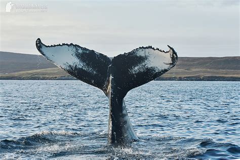 Shetland's winter wildlife highlights | Shetland.org