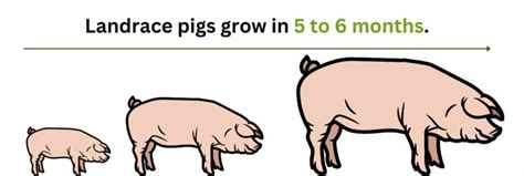 Landrace Pig – A Good Pig Breed For Commercial Farming – FarmerDB