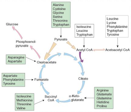 PROTEIN METABOLISM - Welcome to Bio Stud...