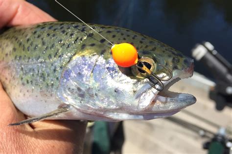 Proven Tips for Fishing Floating Trout Baits - Game & Fish