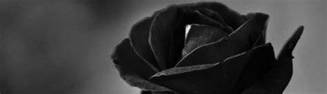 Black Rose Symbolism