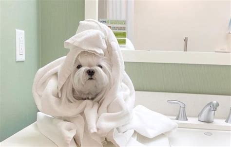 The 8 Best Pet-Friendly Hotels in Houston - The Vets