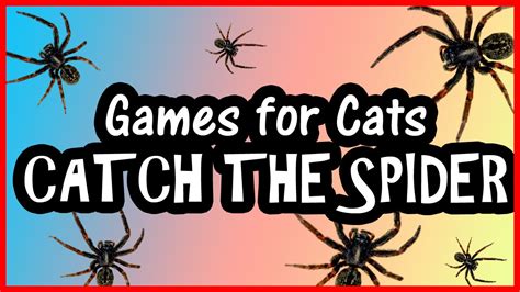 Cat Games on Screen : Catch the Spider - Video for Cats - YouTube