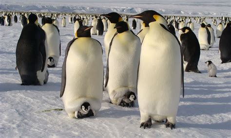 Global Penguin Society