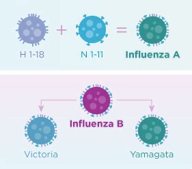 What Are the Different Types of Influenza Viruses?