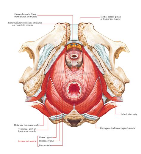 Understanding the Pelvic Floor Muscles and Pelvic Pain - Somatic Movement Center