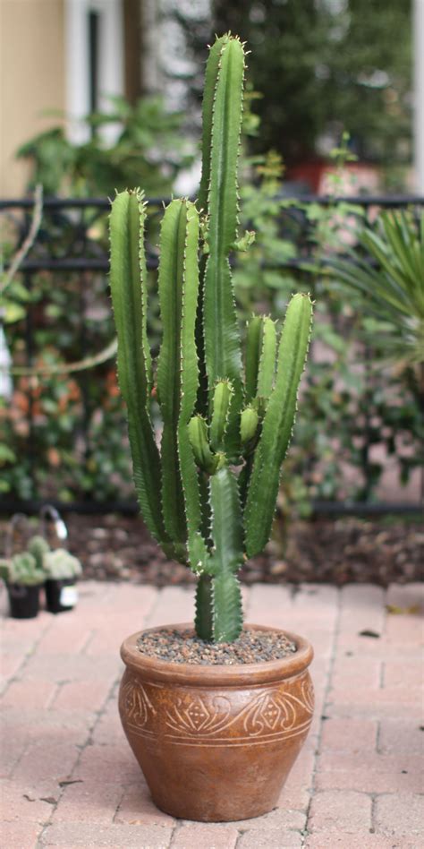 132 different types of cacti listed in a to z photo database – Artofit