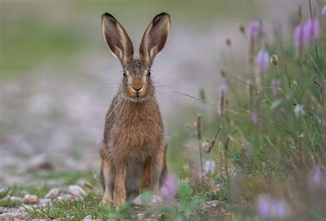 Rabbit Field Animal - Free photo on Pixabay