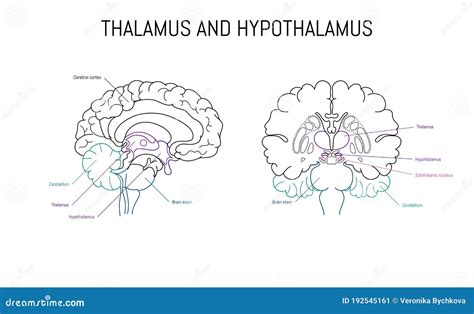 Hypothalamus Diagram