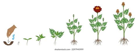 Ciclo de crecimiento de una planta: vector de stock (libre de regalías) 2297945999 | Shutterstock