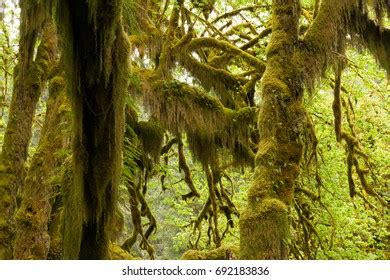 Hoh Rain Forest Hall Mosses Stock Photo 692183836 | Shutterstock