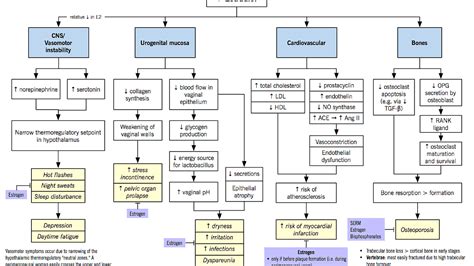 Lh And Fsh Levels In Menopause - Menopause Choices