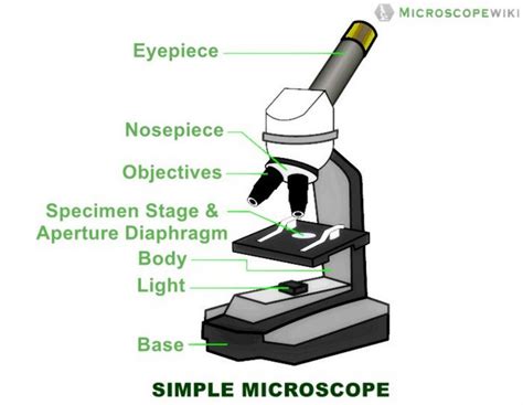 39 microscope parts and functions worksheet - Worksheet Online