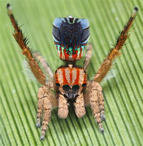 Seven New Species of Australian Peacock Spiders Discovered | Biology ...