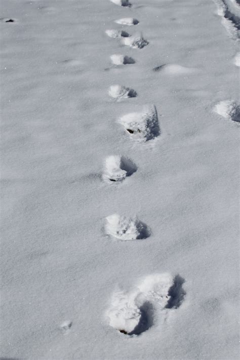 Himalayan Brown Bear tracks in snow, 2017 Mark David Abbott | Anomalies: the Strange & Unexplained