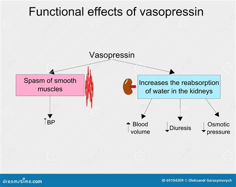 Effects of vasopressin stock illustration. Illustration of blood - 69104309