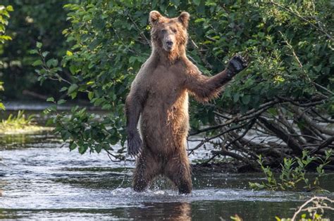 Comedy Wildlife Photography Awards 2020: Smiley fish and photobombing giraffe among hilarious ...