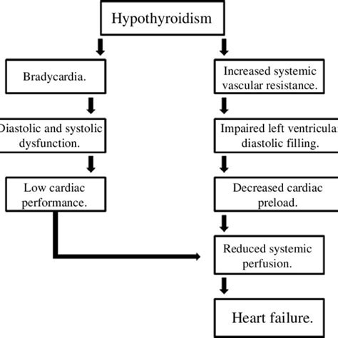 Components leading to heart failure in hypothyroidism. | Download Scientific Diagram