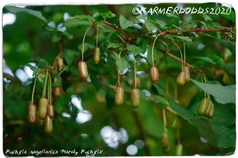 Fuchsia magellanica 'Hardy Fuchsia' SEEDS | Papaver Somniferum SEEDS ...