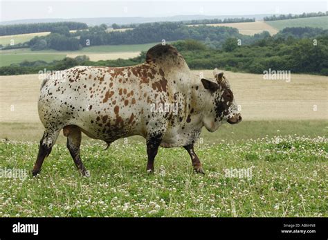 bos indicus cattle Stock Photo - Alamy