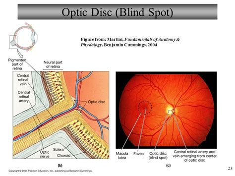 The physiology of the eye: Human Eye Ball Anatomy & Physiology Diagram