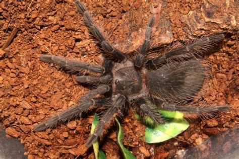 Huntsman, Goliath Birdeaters and Camel Spiders: What are the world's ...