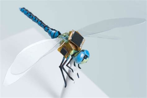 Is Genetically Modified Dragonfly The World's Smallest Drone? - DRONELIFE