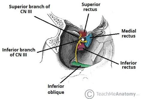 The Oculomotor Nerve (CN III) - Course - Motor - TeachMeAnatomy