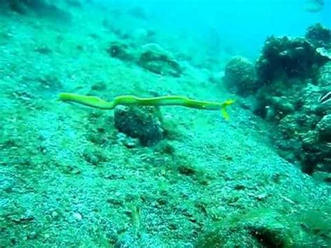 Moray eel attack (Muraenidae) - YouTube