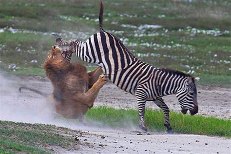 Zebras predators and how it escapes - Zebra Grasslandsjacob cussen