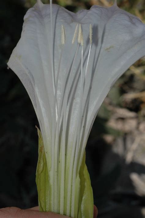 Datura stramonium (Solanaceae) image 14929 at PlantSystematics.org