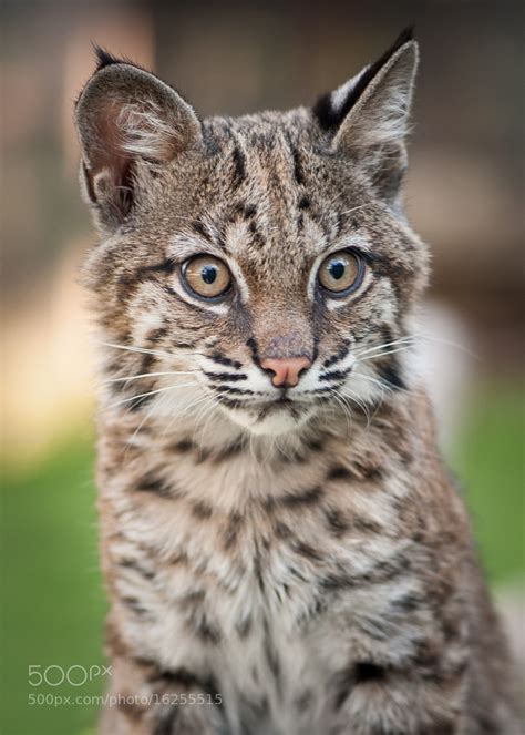 Photograph Gideon - Cutest Baby Bobcat Ever by Karin Saucedo on 500px